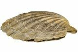 Miocene Fossil Scallop (Chesapecten) - Virginia #189126-1
